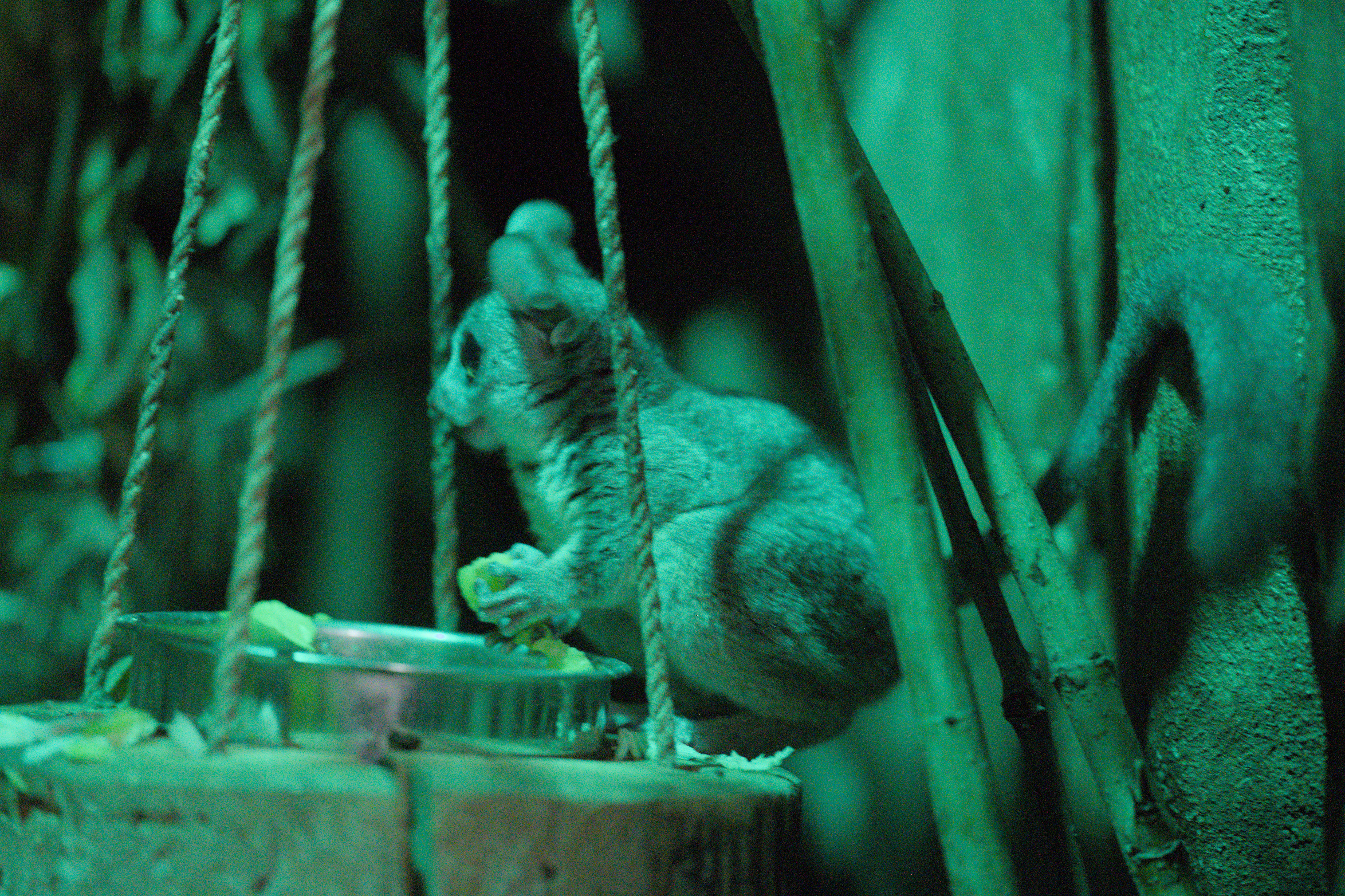 2025/10/12 - zoo/DSC_0299.jpg